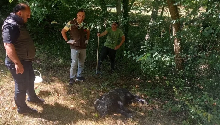 Zonguldak’ta su kuyusuna düşen yaban domuzu yavrusu kurtarıldı